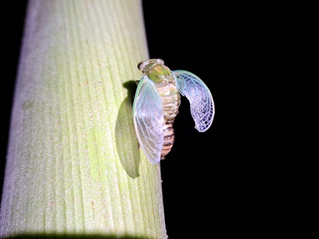 ReWild Watch citizen science