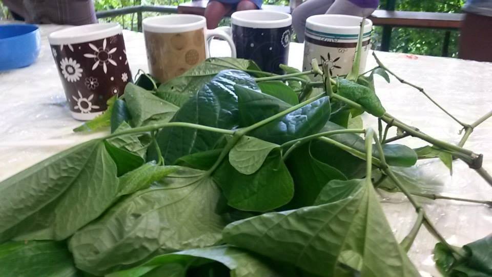 Traditional herb tea sessions