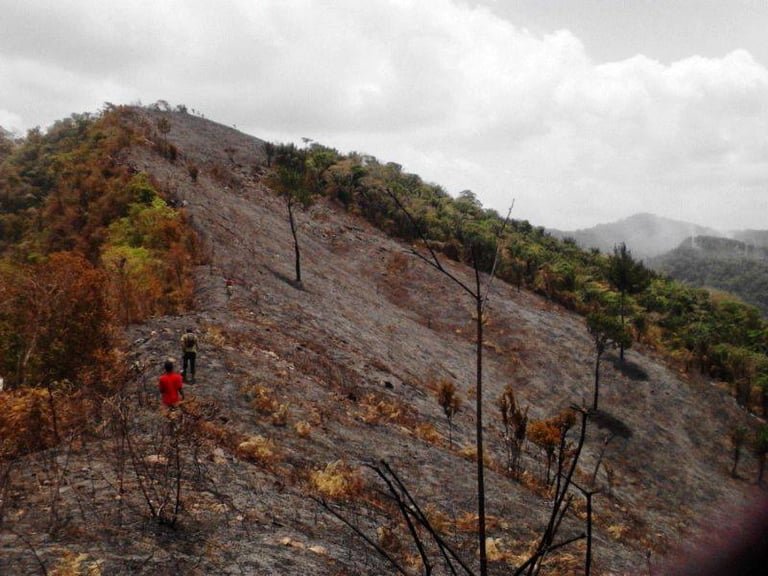 Annual bush and forest fire prevention campaign