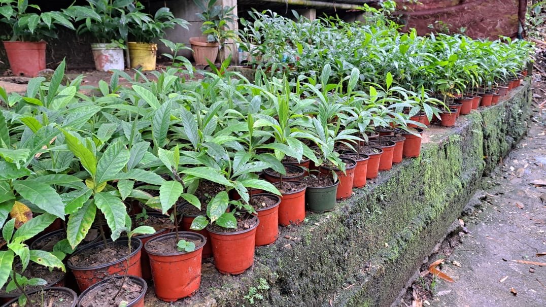 FACRP nursery