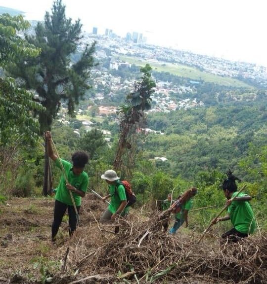 Volunteers raking firebreaks